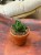 sansewieria Sansevieria Opera House  (3).jpeg