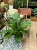 anthurium jungle bush (2).jpeg