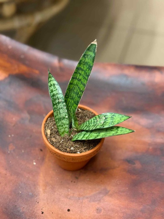 Sansevieria Everest (1).jpeg