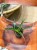 sansewieria sansevieria mega (2).jpeg