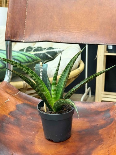 sansewieria sansevieria mega (3).jpeg