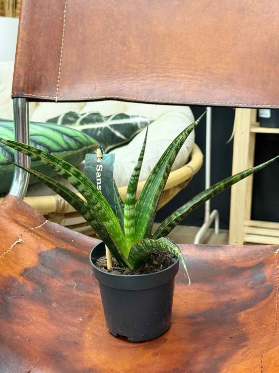 sansewieria sansevieria mega (3).jpeg