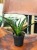 sansewieria sansevieria mega (1).jpeg