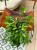 fikus Ficus benjamina Anastasia limonkowy (2).jpeg