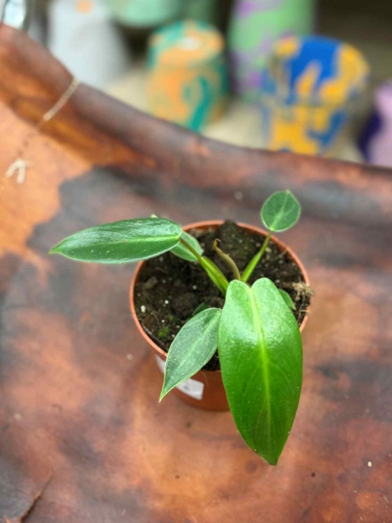 Philodendron Spiritus Sancti (6).jpeg