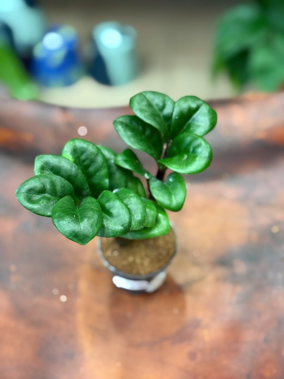 zamiokulkas zamiolistny zamioculcas zamiifolia 'Zenzi'  (2).jpg