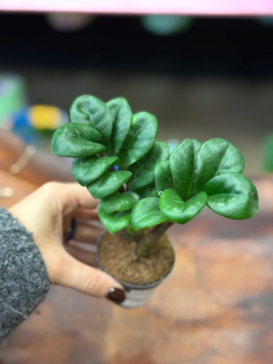 zamiokulkas zamiolistny zamioculcas zamiifolia 'Zenzi'  (3).jpg