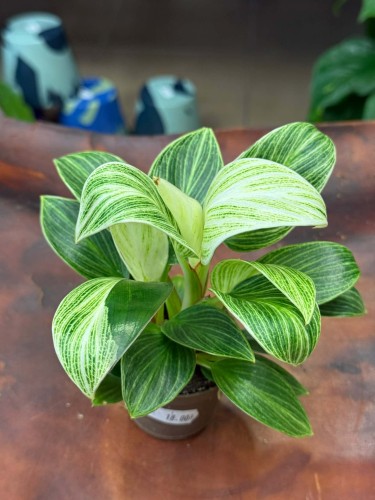 philodendron birkin (6).jpg