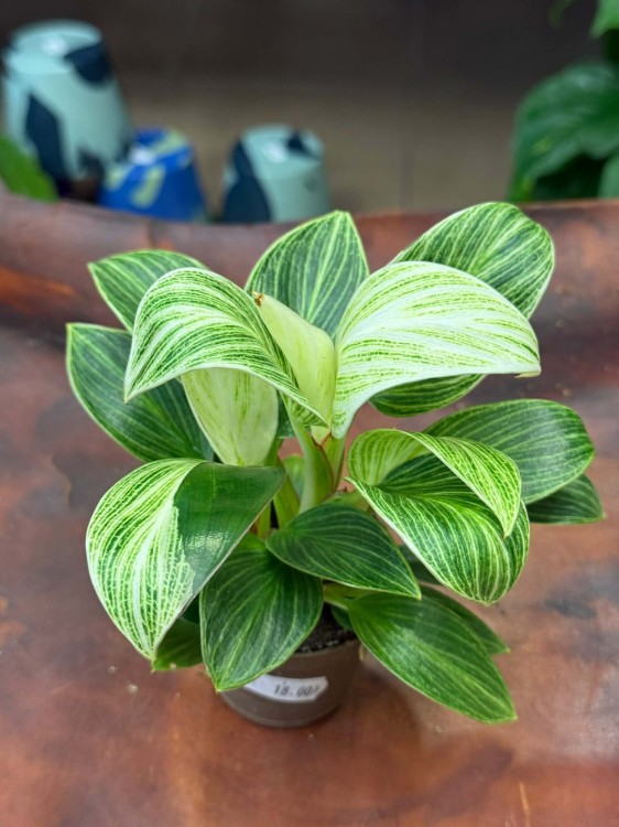 philodendron birkin (6).jpg