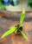 filodendron Philodendron Choco Empress (1).jpg