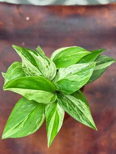 Scindapsus Moonlight Variegata (1).jpg