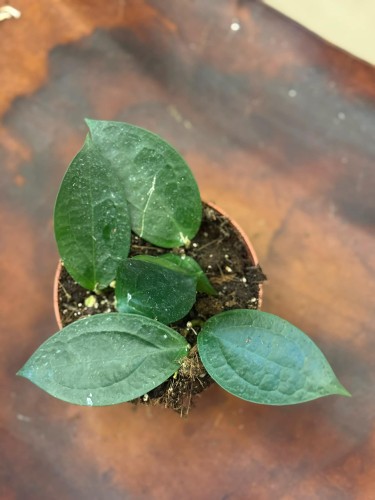 Hoya sp Timor H (1).jpg