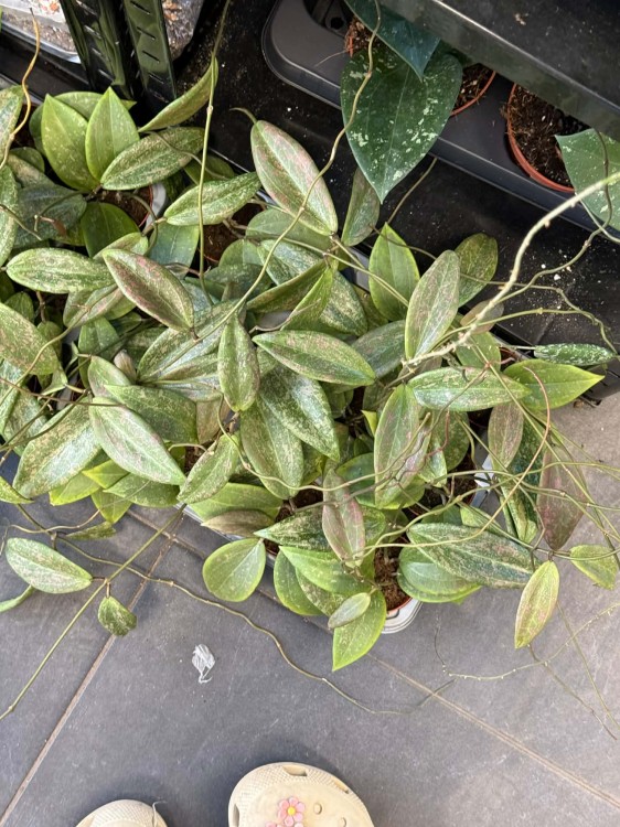 hoya wibergiae Hoja  (2).jpg