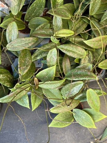hoya wibergiae Hoja  (1).jpg