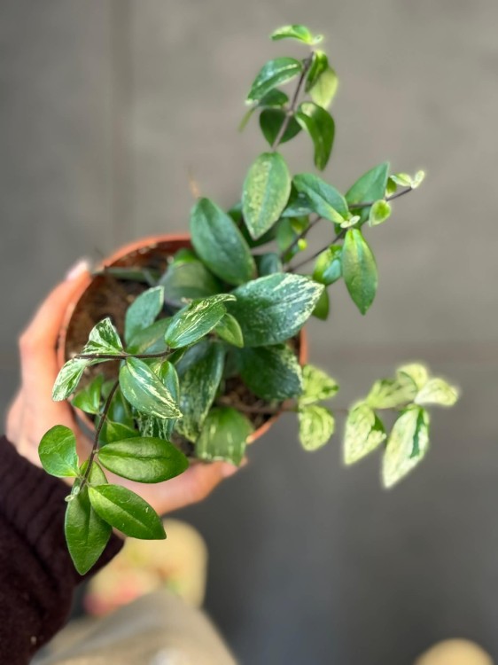 Aeschynanthus lobbianus Variegatus eszynantus (2).jpg
