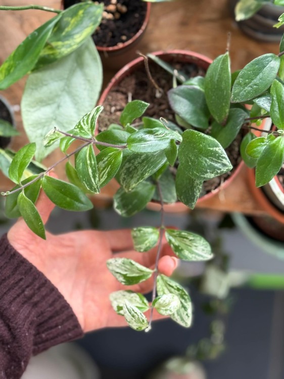Aeschynanthus lobbianus Variegatus eszynantus (1).jpg