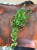 Aeschynanthus 'Rasta' eszynantus kręcony DØ12cm (1).jpg