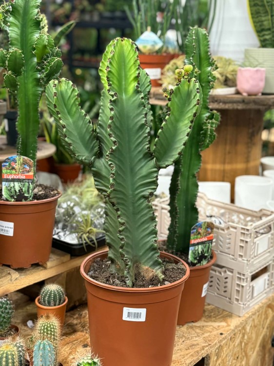 euphorbia ingens GRUBAS (1).jpg