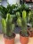 euphorbia ingens GRUBAS (2).jpg