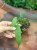 Anthurium Wendlingeri DØ8cm (3).jpg