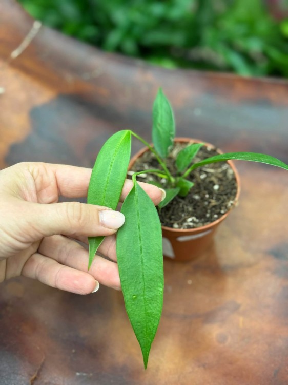 Anthurium Wendlingeri DØ8cm (3).jpg