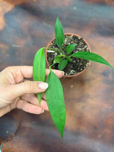 Anthurium Wendlingeri DØ8cm (4).jpg