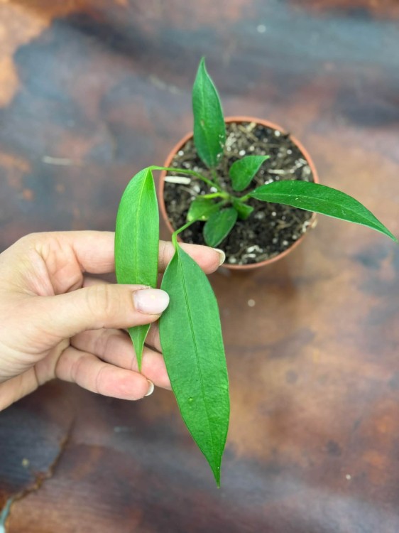 Anthurium Wendlingeri DØ8cm (4).jpg