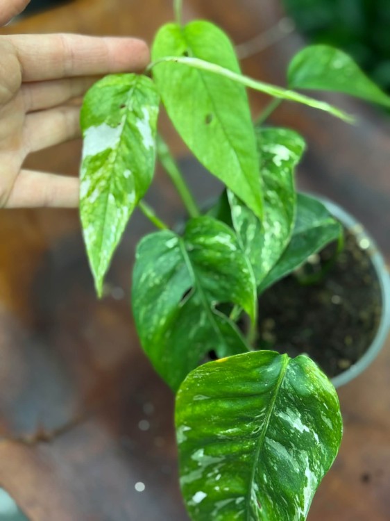 epipremnum pinnatum 'Variegata białe (2).jpg
