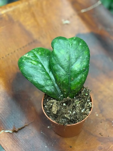 Hoja deykeae  hoya o dużych liściach  (6).jpg