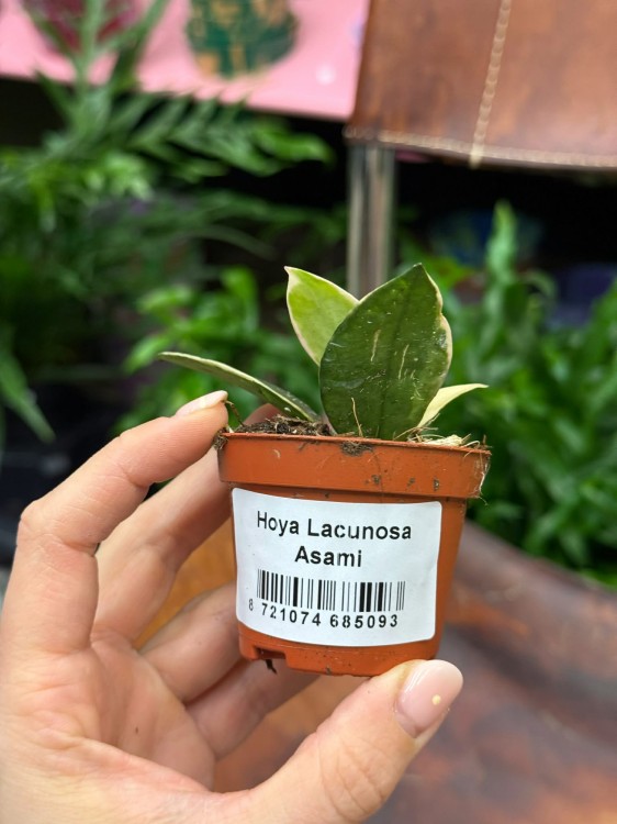 Hoja  Hoya Lacunosa Asami  (2).jpg