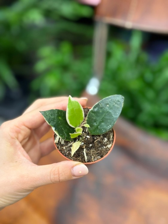 Hoja  Hoya Lacunosa Asami  (3).jpg