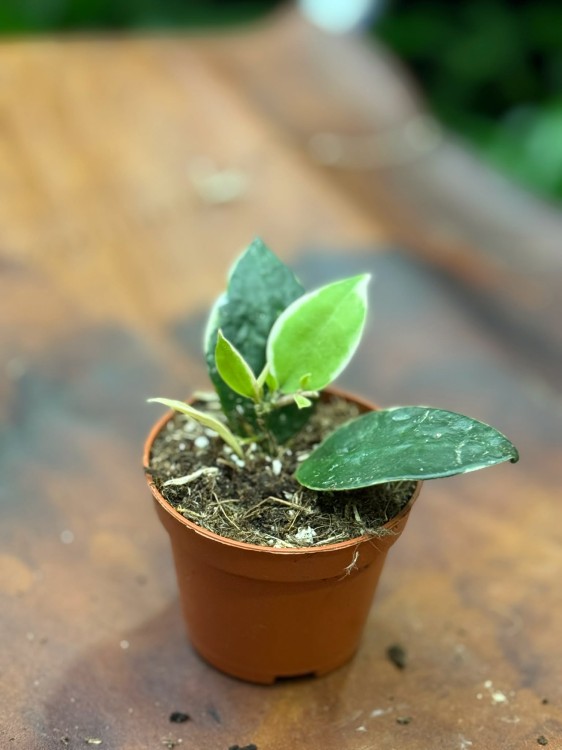 Hoja  Hoya Lacunosa Asami  (5).jpg