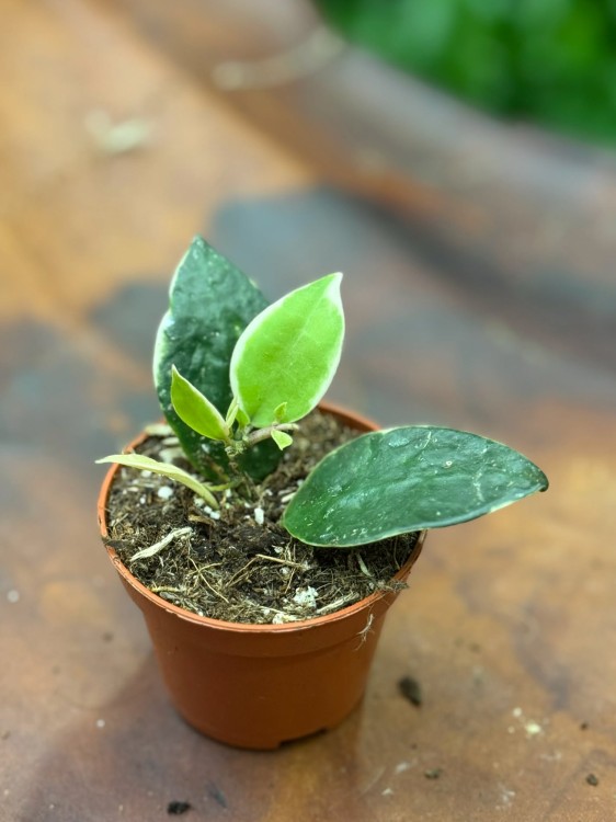Hoja  Hoya Lacunosa Asami  (1).jpg
