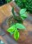 Hoja polyneura  hoya polyneura RC  hoja fishtail variegata (3).jpg