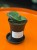 Sansevieria Almond Silver Sweet  wężownica  sansewieria kolekcjonerska (3).jpg