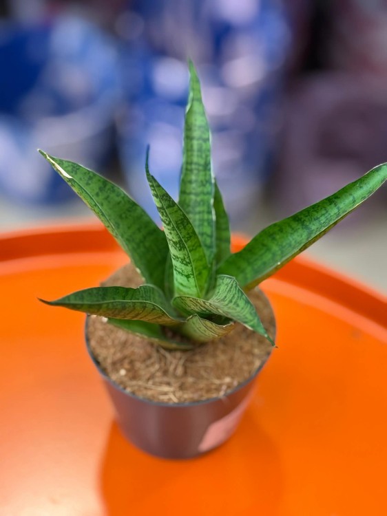 Sansevieria lotus sansewieria (3).jpg
