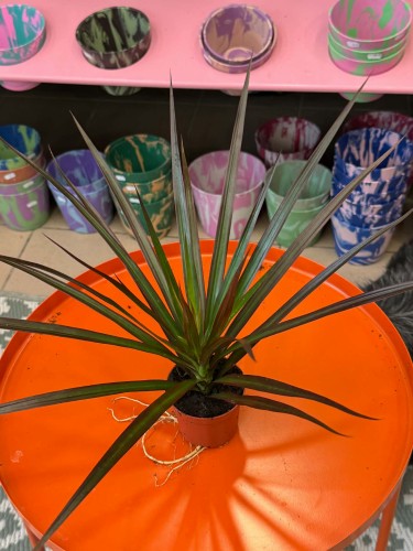 dracena (9).jpg