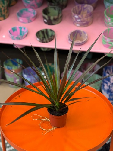 dracena (10).jpg