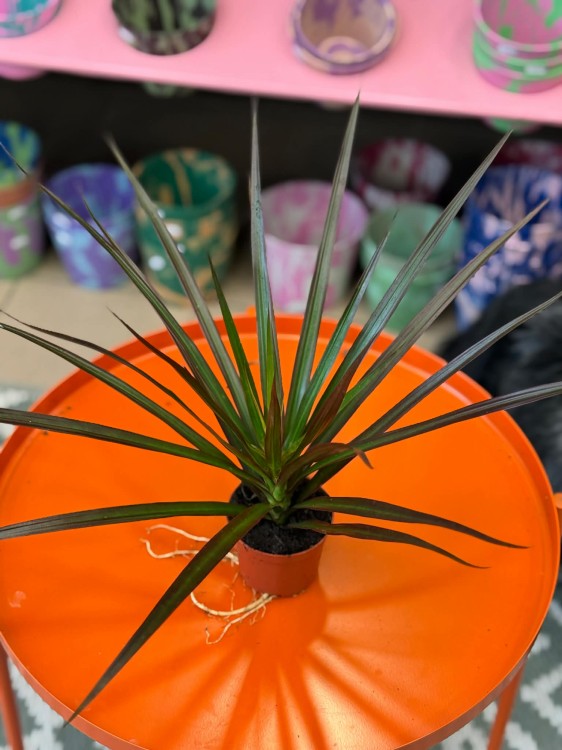 dracena (8).jpg
