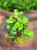 peperomia Hope - okrągłe, wiszące liście (2).jpg