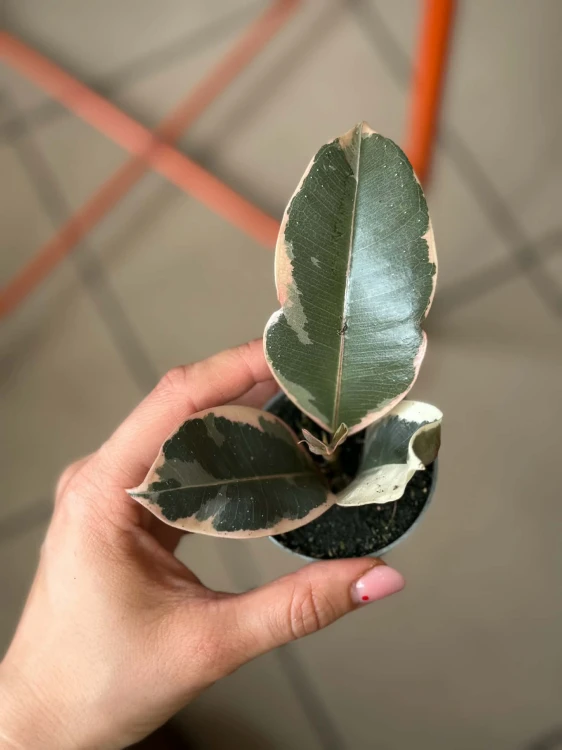Figowiec sprężysty  Ficus Tineke  Ficus elastica 'Tineke' (2).jpg