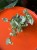 Trzykrotka / Tradescantia White Joy / Tradescantia 'White Joy