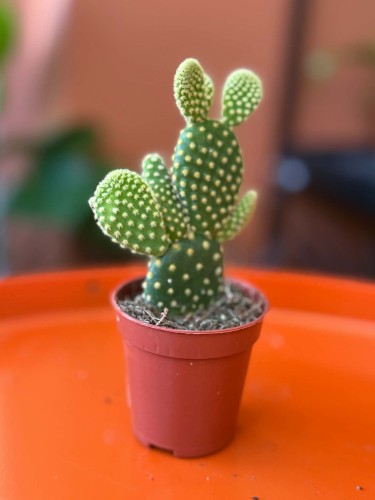 Opuntia microdasys 'Yellow' opuncja (1).jpg