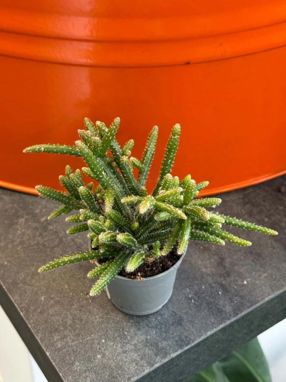 rhipsalis baccifera horrida patyczak DØ6 cm (2).jpg