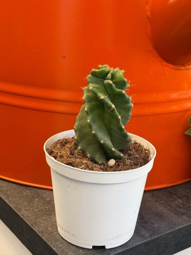 Cereus jamacaru ‘Spiralis’  kaktus spiralny (2).jpg
