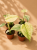 Monstera Mint / Monstera deliciosa 'Mint' D