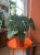 Anthurium Clarinervium  Anthurium clarinervium (3).jpeg