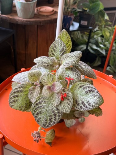 Episcia 'Tierra Menta'  Episcia cupreata (2).jpeg