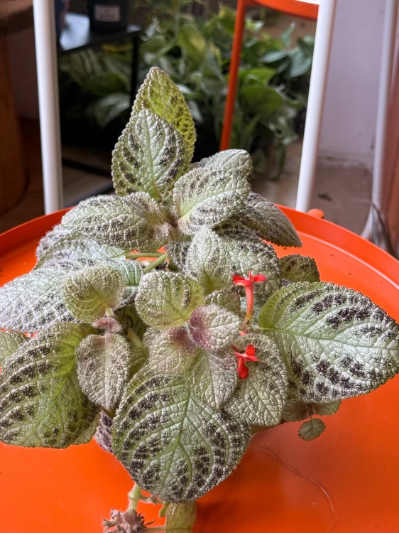 Episcia 'Tierra Menta'  Episcia cupreata (4).jpeg