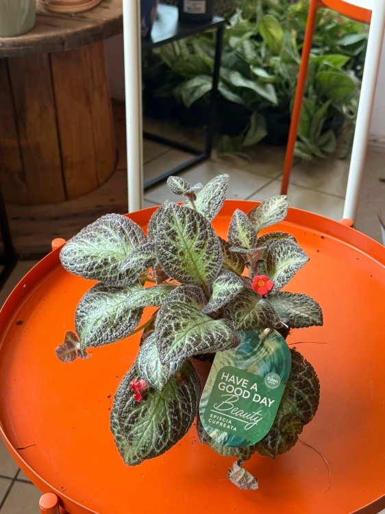 Episcia 'Shimmer'  (1).jpeg